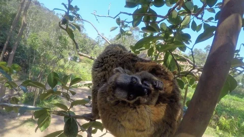 Vari lemure sitting in tree with baby on back in vakona forest lodge 動画素材 89728931