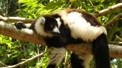 Vari lying on a branch, looking around curiously, close Stock Footage 63783293