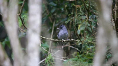 Variable Antshrike perched on a branch scene. Video stock 111402991