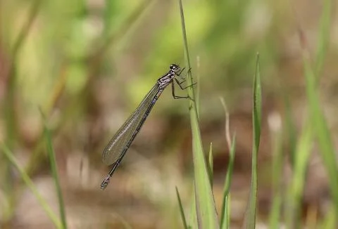 Variable Bluet - Coenagrion pulchellum 스톡 사진