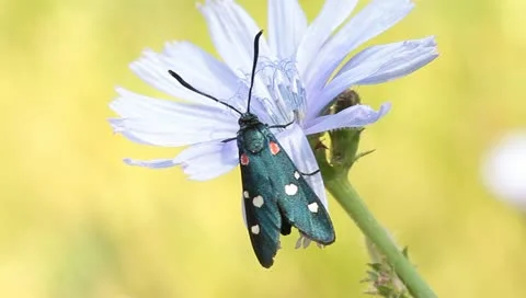 Variable burnet moth  on  a chicory flower / Zygaena  ephialtes Stock Footage 11288912