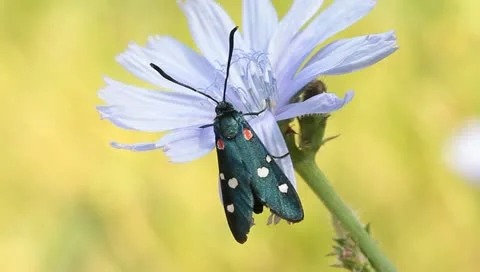 Variable burnet moth  on  a chicory flower / Zygaena  ephialtes Stock Footage 11289103
