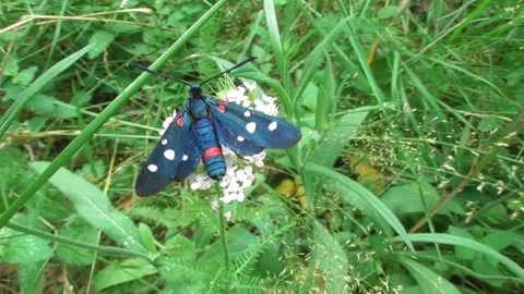 Variable Burnet Moth ( Zygaena ephialtes ) 2 Stock-Footage 169758062