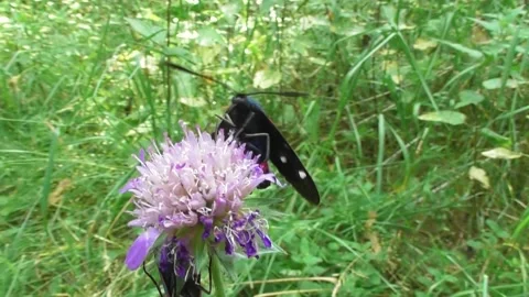Variable Burnet Moth ( Zygaena ephialtes ) 1 Video stock 169758080