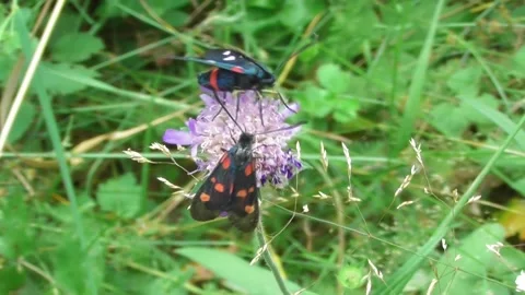Variable Burnet Moth ( Zygaena ephialtes ) Video stock 169758103