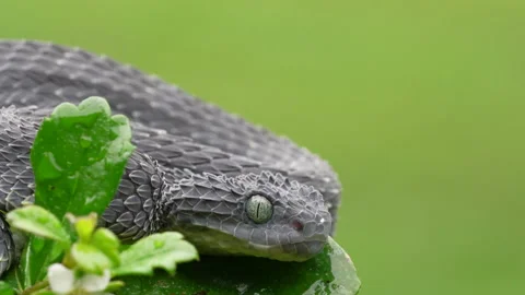 Variable Bush Viper Snake (Atheris squamigera) intently watching prey Stock Footage 133147753