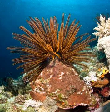 Variable bushy feather star (comanthina schlegeli), philippines Stock-Fotos