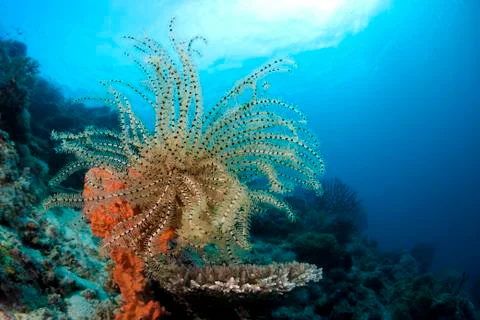 Variable bushy feather star (comanthina schlegeli), lingganay, leyte, philipp Stock-Fotos