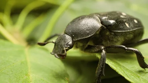Variable chafer (Gnorimus variabilis), detailed macro insect Stock Footage 333001802
