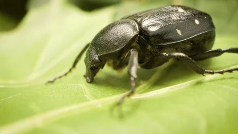 Variable chafer (Gnorimus variabilis) on a leaf, detailed macro insect 스톡 동영상 333001878