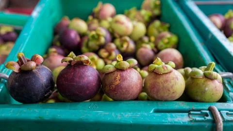 Variable color mangosteens Stock Photos