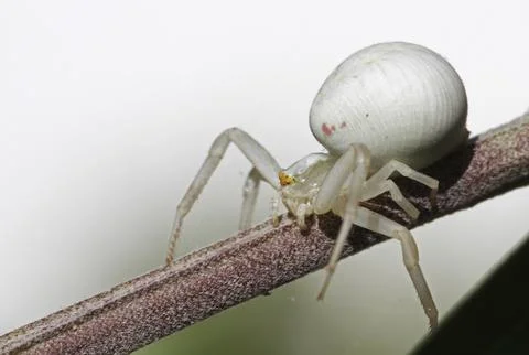 Variable crab spider female Stock-Fotos