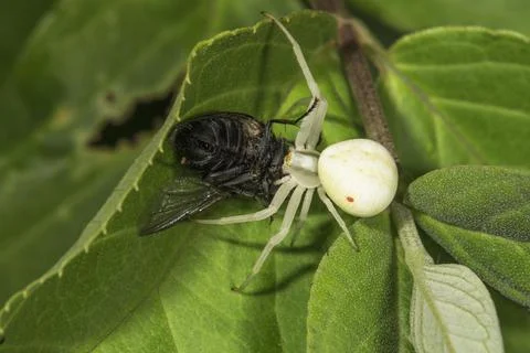 Variable crab spider Misumena vatia sucking on its prey a flesh fly Fotos de archivo