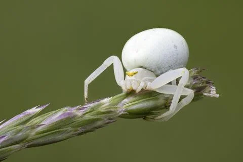 Variable crab spider Stock-Fotos