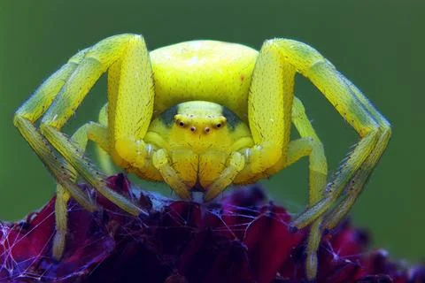 Variable crab spider Stock-Fotos