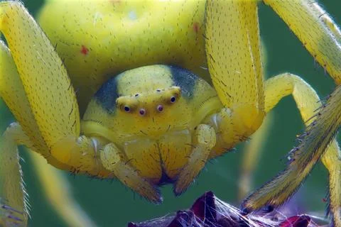 Variable crab spider Foto stock