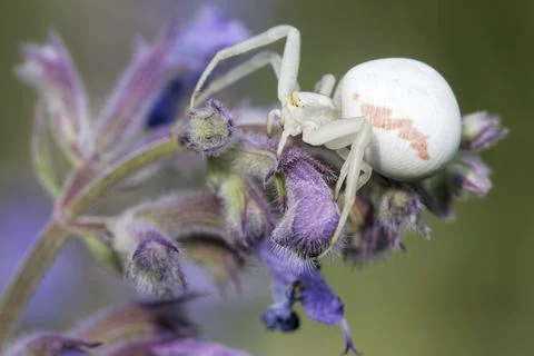 Variable crab spider Fotos de archivo