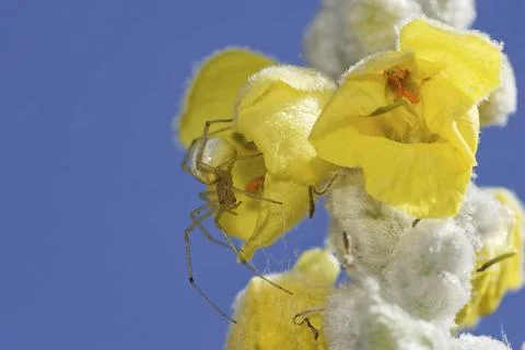 Variable crab spider 스톡 사진