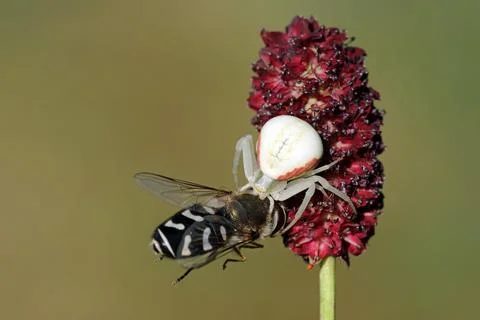 Variable crab spider with prey Fotos de archivo