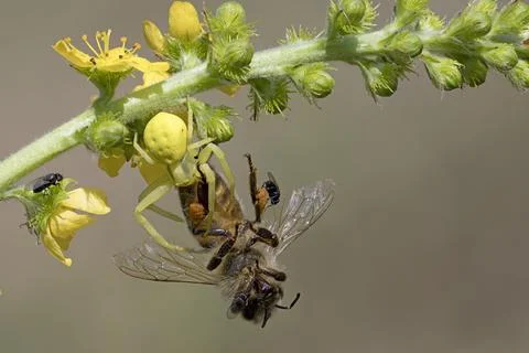 Variable crab spider with prey Fotos de archivo