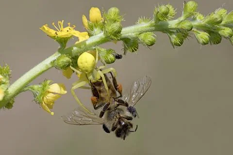 Variable crab spider with prey Fotos de archivo