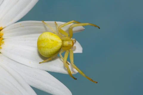 Variable crab spider yellow spider with legs spread sitting on white flower Stock-Fotos