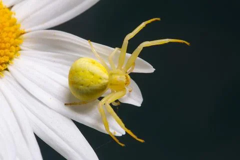 Variable crab spider yellow spider with legs spread sitting on white flower Fotos de archivo