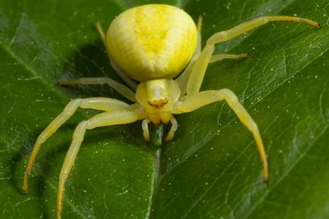 Variable crab spider yellow spider with spread legs sitting on green leaf from 스톡 사진