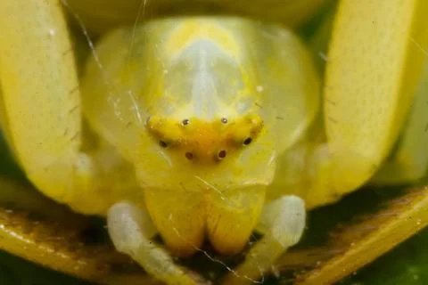 Variable crab spider yellow spider head portrait from the front 스톡 사진