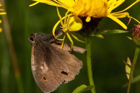 Variable crab spider yellow spider brown butterfly feeding on yellow flower 스톡 사진