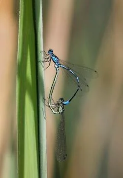Variable damselfly, coenagrion pulchellum, 스톡 사진