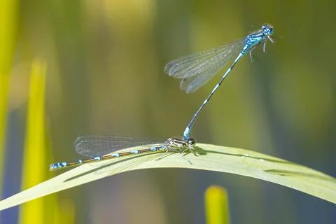Variable damselfly or variable bluet Coenagrion pulchellum mating Stock-Fotos
