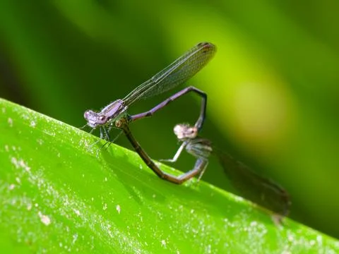 Variable dancer damselfly mating 스톡 사진