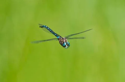 Variable Darner, Aeshna interrupta at Bowser Bog, Bowser BC Stock-Fotos