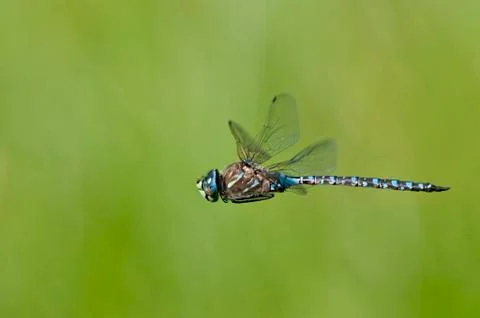 Variable Darner, Aeshna interrupta at Bowser Bog, Bowser BC Stock-Fotos