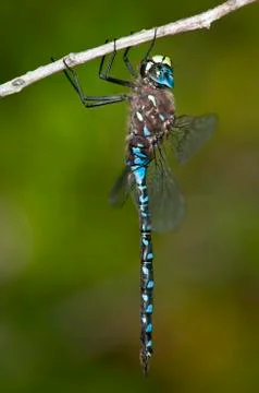 Variable Darner, Aeshna interrupta at Bowser Bog, Bowser BC Fotos de archivo