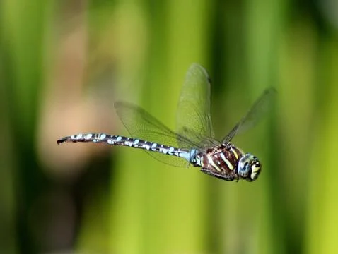 Variable Darner Dragonfly in Flight Stock Photos