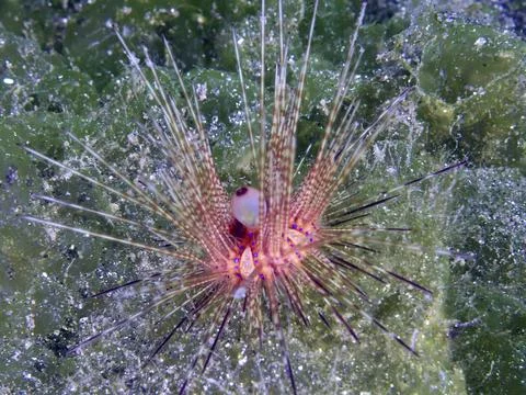 Variable Fire Urchin, Blue spotted sea urchin (Astropyga radiata), in green Stock-Fotos