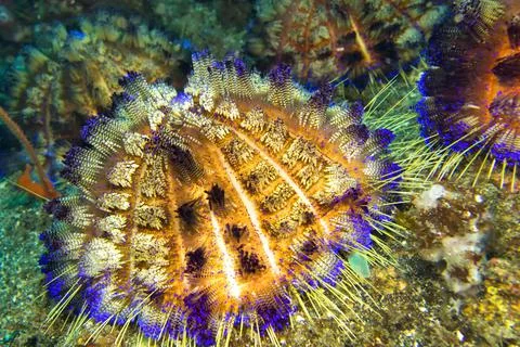 Variable Fire Urchin, Lembeh, North Sulawesi, Indonesia Fotos de archivo