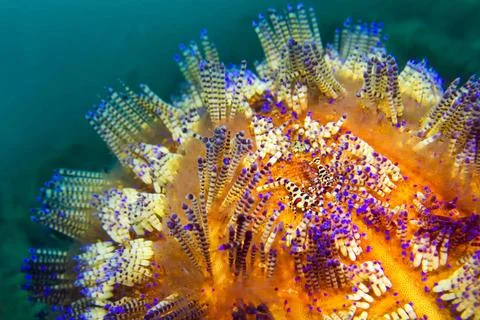 Variable Fire Urchin, Lembeh, North Sulawesi, Indonesia Sea Urchin, Variab... 스톡 사진