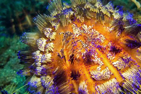 Variable Fire Urchin, Lembeh, North Sulawesi, Indonesia Sea Urchin, Variab... Stock-Fotos