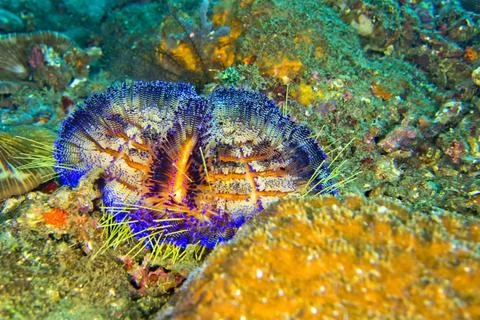  Variable Fire Urchin, Lembeh, North Sulawesi, Indonesia Sea Urchin, Varia... Stock Photos