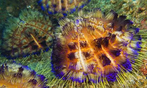 Variable Fire Urchin, Sulawesi 스톡 사진