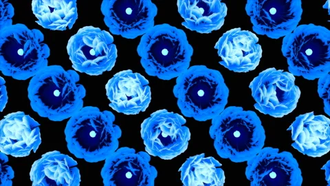 Variable Flower 4K 04 Video stock 121385861