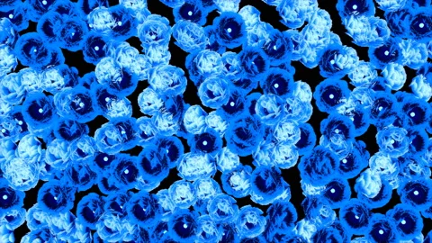 Variable Flower 4K 06 Stock Footage 121385930