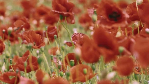 Variable focus bright poppy field in sunny and windy weatherpoppy field in sunny 스톡 동영상 98455657