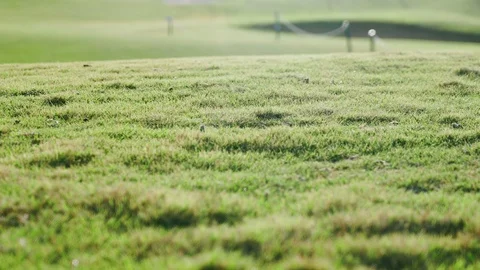 Variable focus on the lawn grass on the golf course Stock-Footage 94131723