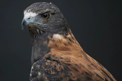 The Variable Hawk (Geranoaetus polyosoma) Stock Photos