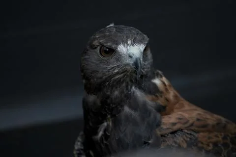 The Variable Hawk (Geranoaetus polyosoma) Stock-Fotos