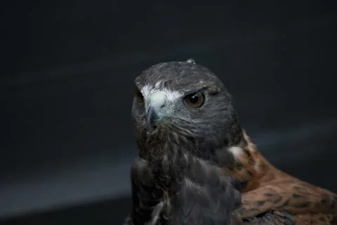 The Variable Hawk (Geranoaetus polyosoma) Stock Photos